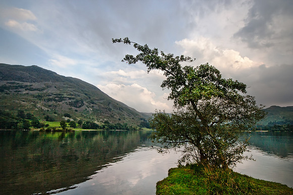 Ullswater Tree
