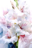 White Gladiolus - Digital Watercolour