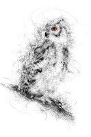 Owl Sketch