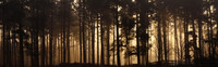Woodland Sunrise Panorama