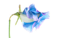 Blue Sweet Pea