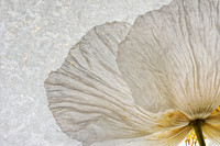 Tree Poppy