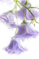 Campanula Bells