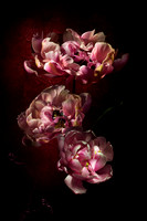 Pink Star Tulips