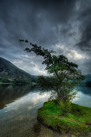 Ullswater Tree