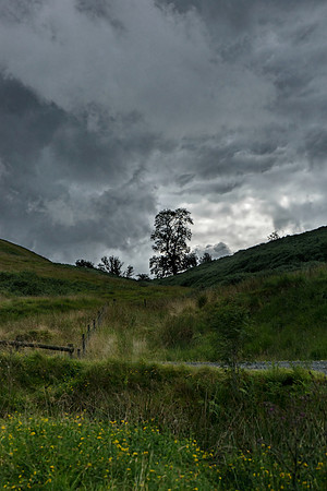 Lone Tree in Wales