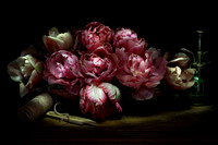 Pink Star Tulip Still Life